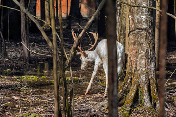Handsome male fallow deer with big horns in the forest