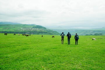 Fototapeta na wymiar young people walk in a green field where cows are pasture