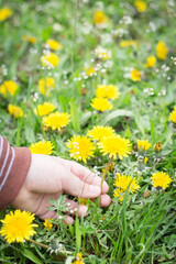 A child in a dandelion field picks up a flower.