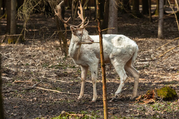 A male fallow doe deer with a cut leg in the forest