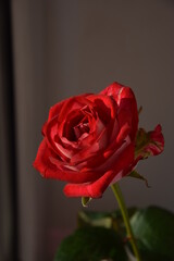 Perfekcyjna, naturalna róża stojąca w słońcu © monikawyrwich