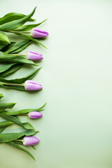 purple tulips on green background