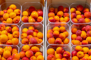 Apricots in Trays
