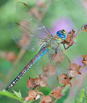  emperor dragonfly or blue emperor