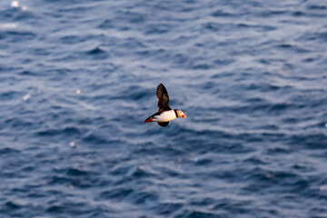 Puffin, Papageitaucher