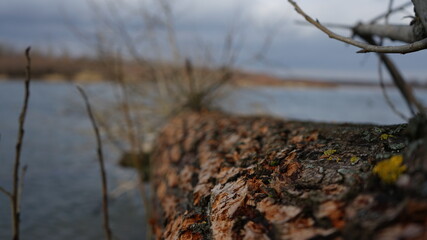 Fototapeta premium Tree on the river