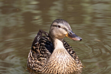 female mallard swimming in the pond with ripples in the water