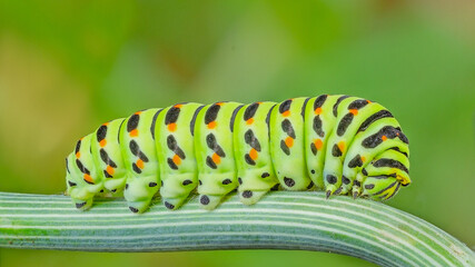 swallowtail caterpillar