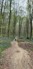 Obraz na płótnie Canvas A Walk amongst Bluebells - Forest of Blue