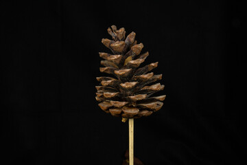 fir cone on a stick isolated on a black background