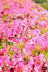 Fototapeta premium 大阪城公園 大阪 日本