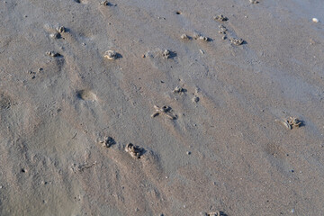 Wattenmeer