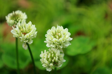 大阪城公園　大阪　日本