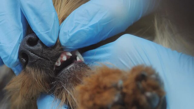 Two rows of milk teeth and molars in the mouth of the puppy, for examination by a veterinarian.