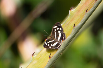 Four-spotted Sailor (Dynamine postve) the four spotted skipper resting on a thorny leaf in Cuba