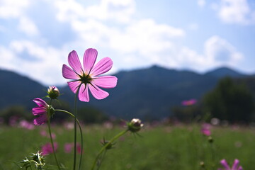 cosmos flower