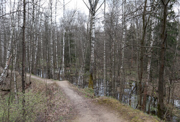 Obraz premium winding dirt road in the forest in the summer goes into the distance