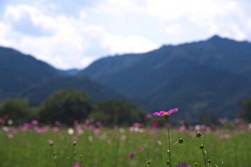cosmos flower