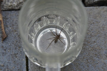 eine Hausspinne im Glas gefangen