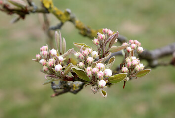 Close up of pear blossom buds, Derbyshire England
