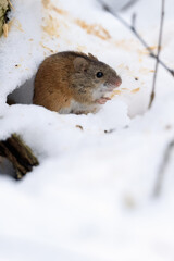striped field mouse