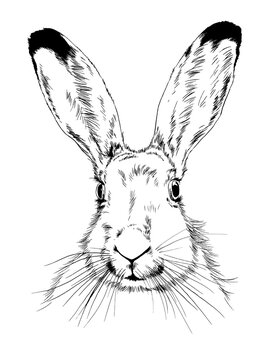 large rabbit head with slanting eyes, realistic sketch