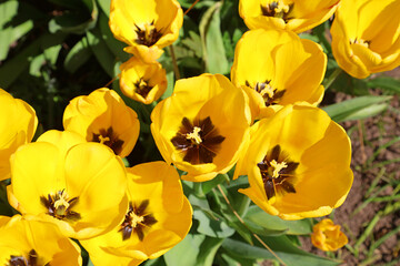 Yellow tulips viewed from above, Derbyshire England
