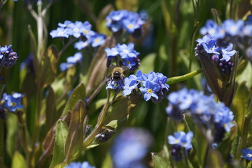 blaue Vergiss mein nicht