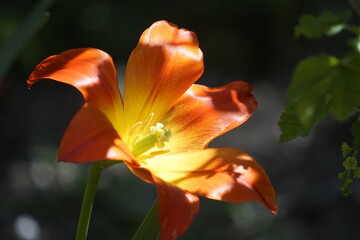 seltene rote gezackte tulpen © Malia