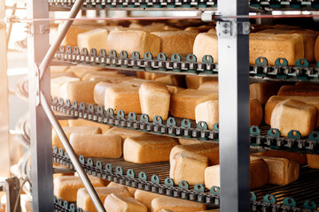 Baked square breads on conveyor food automatic production line bakery from hot oven