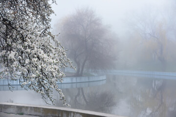 Blooming cherry tree in white flowers on the bank of a pond in a city park. Early spring foggy morning.