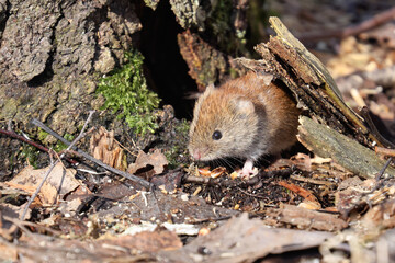 bank vole