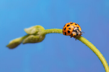 Macro of an orange ladybug walking on a branch of a plant © Raul Navarro González/Wirestock