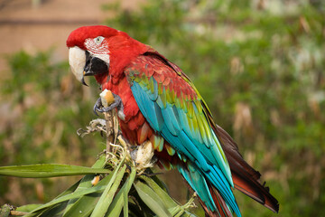 red-blue parrot sitting on palm leaves