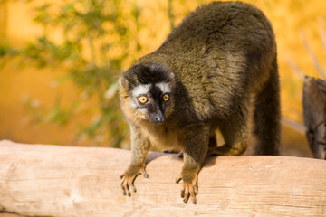 lemur on the canary islands