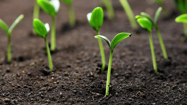 Growing plants in spring timelapse, sprouts germination newborn Cucumber plant in greenhouse agriculture