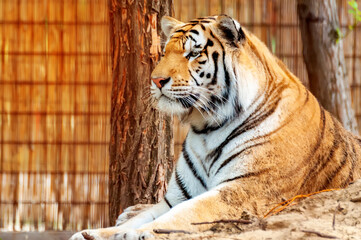 Portrait of a tiger