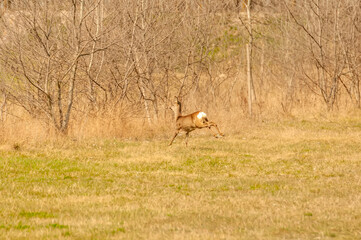 View on a roe deer on a field