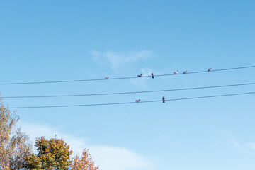 birds on wires