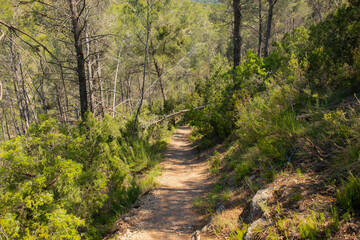 Fototapeta na wymiar Hiking route in a town in the province of Valencia, nature on a sunny day.