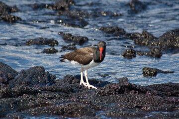 American oystercatcher (Haematopus palliates) by a tidal pool at Punta Espinoza, Fernandina Island,...