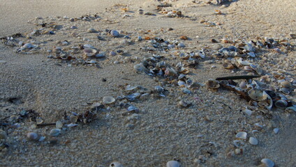 Shells 