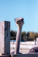 ostrich in the zoo