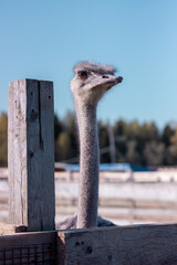 ostrich head close up