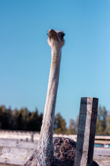 ostrich looking at the camera
