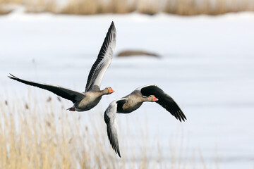 greylag goose