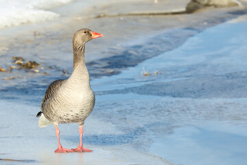 greylag goose