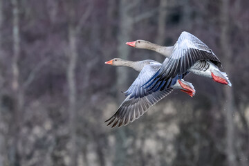 greylag goose