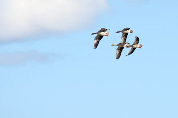 greylag goose