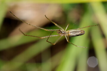 araignée tetragnatha dans sa toile